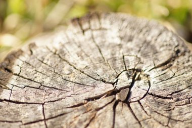Güneşli bir bahçede kiraz ağacının kütüğüne yakın çekim.
