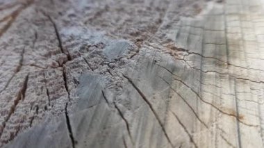 Güneşli bir bahçede kiraz ağacının kütüğüne yakın çekim.