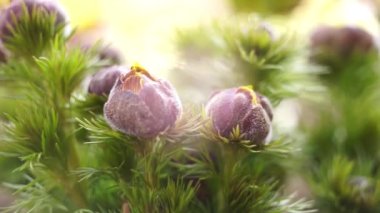 Adonis vernalis çiçekleri bahar bahçesinde yetişir. Yeşillik yeşillikler içinde kapalı genç tomurcuklar.