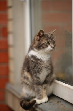 Kül kedicik kirli bir pencere eşiğinde oturuyor..