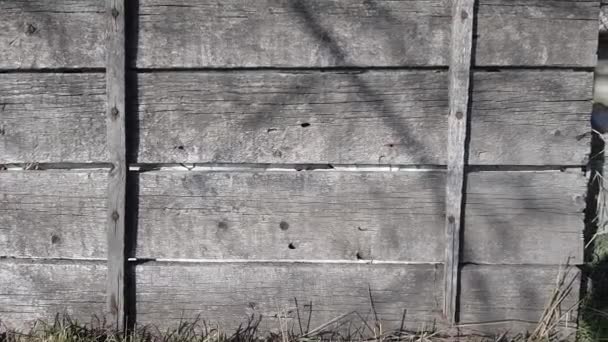 Gray Wooden Pallet Planks Sunny Garden — Stock video