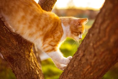 Tüylü kızıl beyaz kedi ağaçta oynuyor.