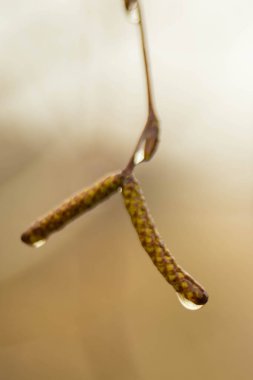 Huş ağacından yapılmış küpeler, bulanık kahverengi bokeh şeklinde yağmur damlalarıyla kaplıdır.