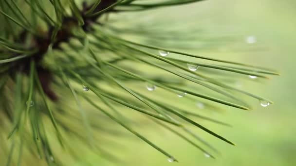 Mokrá Borová Větev Zelenými Jehličkami Kapkách Deště — Stock video