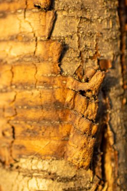 Brown tree trunk of sweet cherry with scrubbing bark