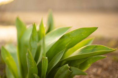 Güneşli bahçede yeşil lalelerin yaprakları çizilmiş.
