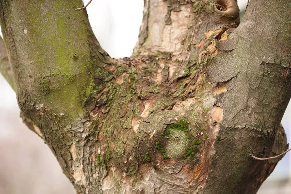 Yeşil yosun dalları olan eski bir ağaç gövdesi..