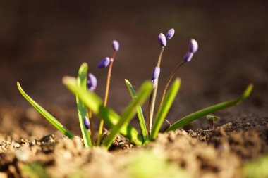 Mavi çan tohumları güneşli bir bahçede yetişir.