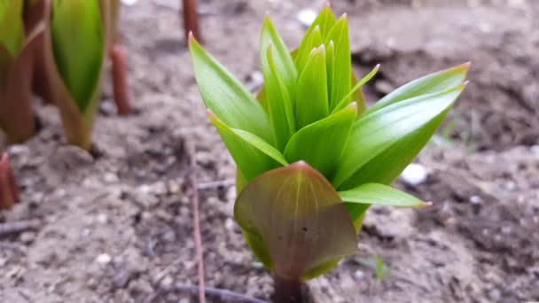 Jonge spruit van hazelaar korhoen bloemen groeien in de lente tuin — Stockvideo