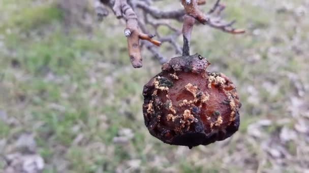 Vieja pera seca cuelga en rama de árbol en jardín de primavera — Vídeo de stock