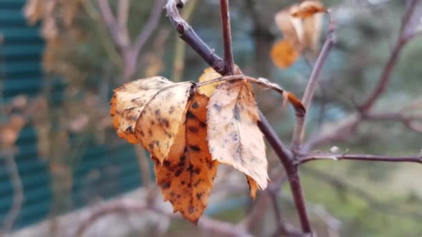 Eski kahverengi benekli kuru yapraklar bir gül dalında yeşil çitlere karşı — Stok video