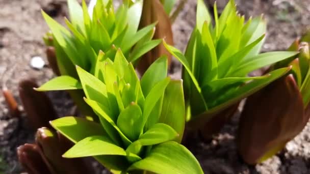 Närbild ung buske av hassel ripa blomma växa i vår trädgård — Stockvideo