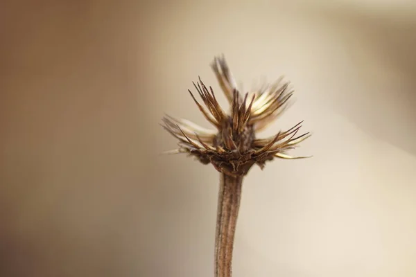Güneşli Kahverengi Arka Planda Kuru Keskin Bitki Yakın Çekim Tomurcuğu — Stok fotoğraf