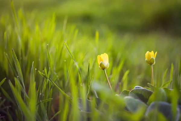 Jardin Printemps Avec Deux Petites Fleurs Jaunes — Photo