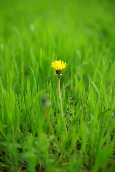 新緑の草に黄色いタンポポの花を咲かせます — ストック写真