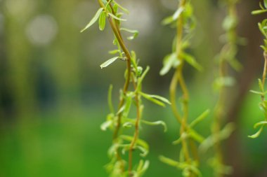 Bahar parkında söğüt ağacı dalları