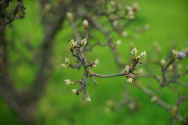Bahar bahçesinde çiçek açan armut dalı ve arka planda yeşil çimenler..