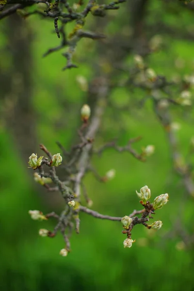 Blühender Birnbaum Nahaufnahme Zweig Frühling Garten — Stockfoto