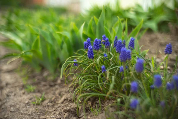 Adoráveis Pequenas Flores Azuis Crescem Jardim Primavera — Fotografia de Stock