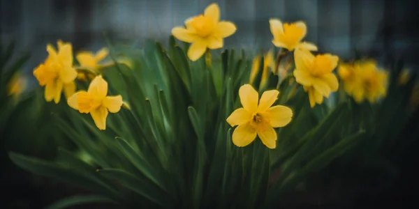 Fleurs Jaunes Poussent Dans Jardin Printemps — Photo