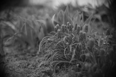 Bahar bahçesinde güzel küçük çiçekler yetişir. BW fotoğrafı.