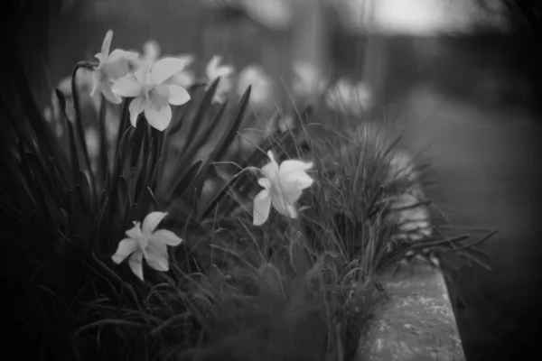 Άνθη Του Νάρκισσου Φυτρώνουν Έναν Ανοιξιάτικο Κήπο Δίπλα Στο Δρόμο — Φωτογραφία Αρχείου