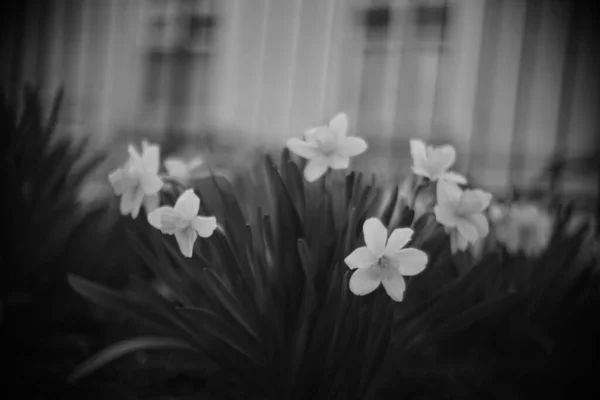 Las Flores Narciso Crecen Jardín Primavera Cerca Una Antigua Casa — Foto de Stock