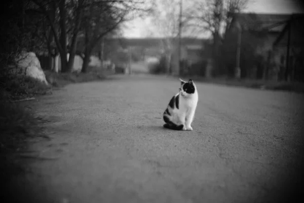 Gato Tricolor Encantador Senta Uma Estrada Rural Por Sol Primavera — Fotografia de Stock