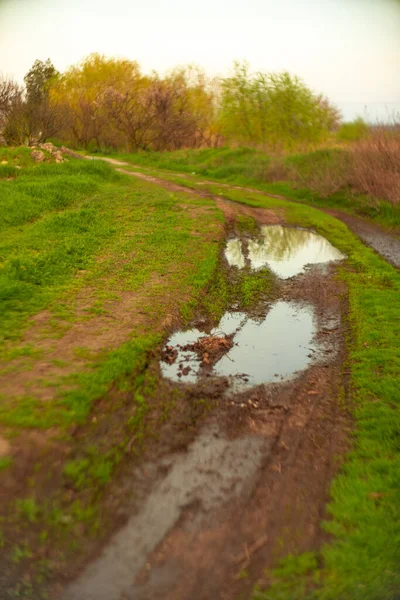 Wet Country Road Green Grass Puddle Dirt Track — Stock Photo, Image