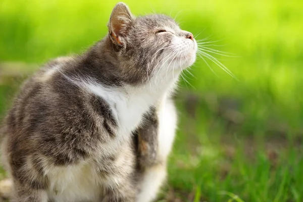 Açık gri kedi pençesi yaz bahçesinde kulağının arkasındaki pireleri tırmalıyor..