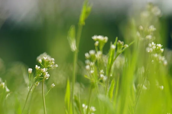 Φυσικό Φόντο Μικρά Λευκά Λουλούδια Στην Άνοιξη Πράσινο Γρασίδι — Φωτογραφία Αρχείου