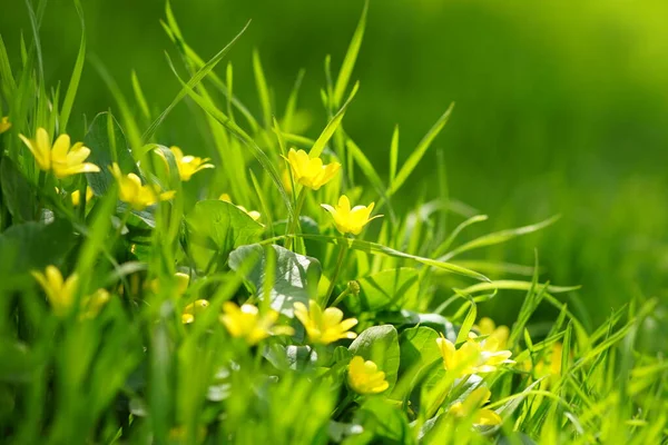 Les Fleurs Souci Des Marais Jaunes Poussent Dans Champ Printanier — Photo