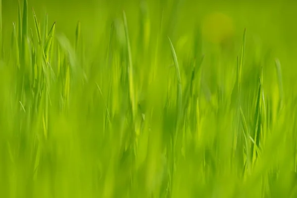 Предпосылки Контекст Lush Fresh Green Grass Spring Field — стоковое фото