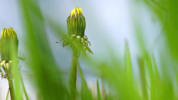 Flores Dente Leão Com Botões Fechados Jardim Primavera Ensolarado — Vídeo de Stock