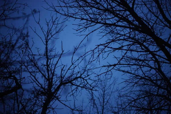 Viejas Ramas Árboles Desnudos Cielo Azul Noche — Foto de Stock