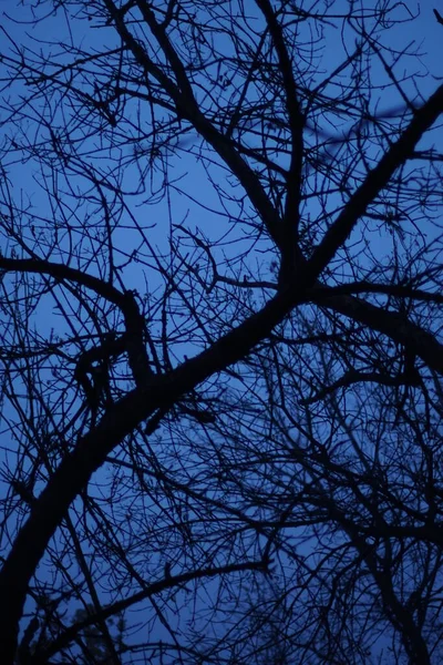 Ramos Árvores Nuas Céu Azul Escuro — Fotografia de Stock