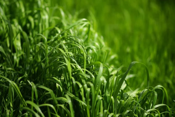 Hög Färsk Grönt Gräs Våren Solig Dag — Stockfoto