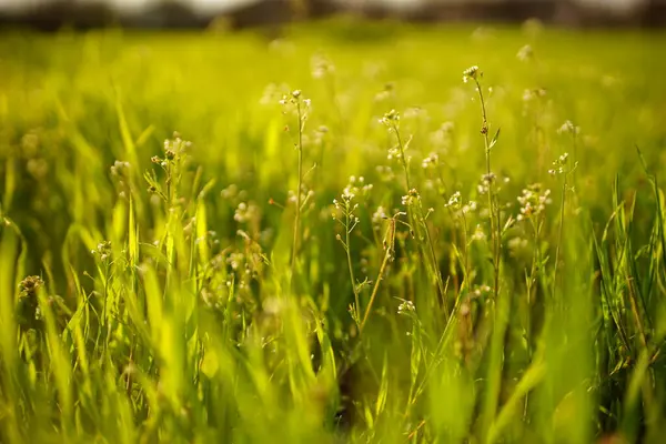 Fantastisk Naturlig Bakgrund Med Vilda Vita Blommor Bland Våren Grönt — Stockfoto