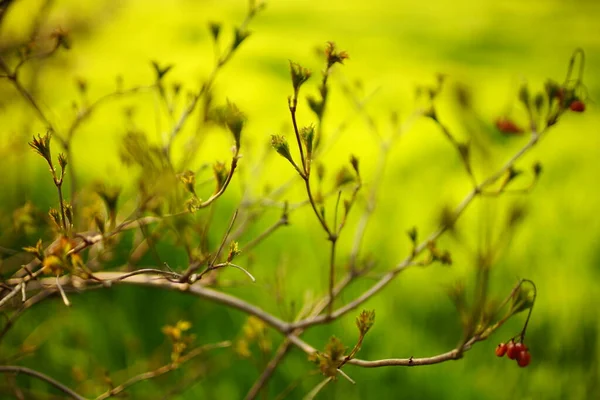 Βατόμουρα Κλαδί Ανοιξιάτικου Θάμνου Φρέσκα Νεαρά Φύλλα — Φωτογραφία Αρχείου