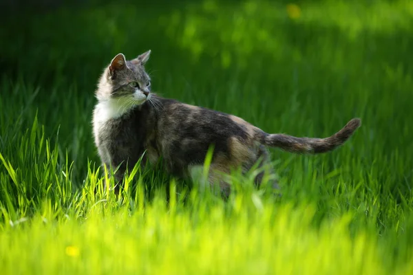 日当たりの良い春の庭を歩く亀甲猫 淡いグレー三色子猫の肖像画で新鮮な緑の草 — ストック写真