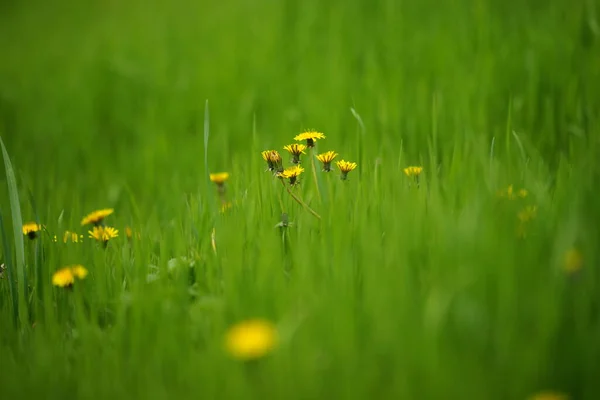 Niesamowite Naturalne Tło Żółtymi Kwiatami Mniszka Lekarskiego Bujnej Zielonej Trawie — Zdjęcie stockowe