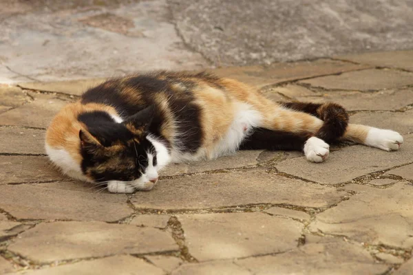 Hamile Kedi Maneki Neko Ilık Bir Bahar Gününde Dışarıda Uyuyor — Stok fotoğraf