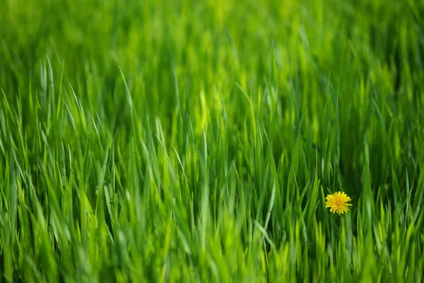 Kwiatowe Tło Świeżą Zieloną Trawą Żółtym Dmuchawcem Rogu — Zdjęcie stockowe
