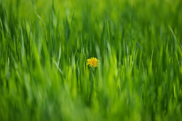 Kwiatowe Tło Bujną Zieloną Trawą Żółtym Mniszkiem Środku — Zdjęcie stockowe