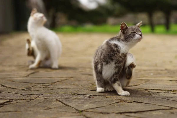 Bahar parkında iki kedi kulağının arkasındaki pireleri tırmalıyor..