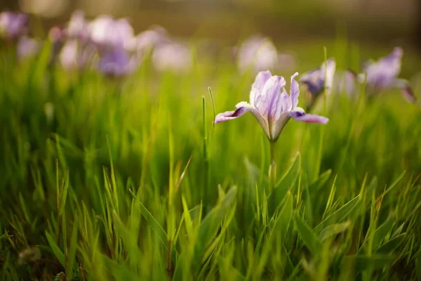 春に緑色の葉を持つ紫色の虹彩の花を咲かせます — ストック写真