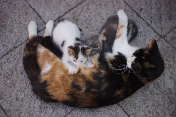 Tricolor Kat Voedt Kittens Met Melk Stenen Vloer Buiten — Stockfoto