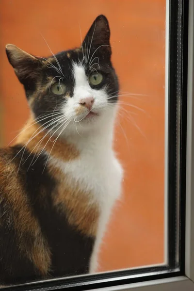 Curious portrait of a tricolor cat through a glass window.