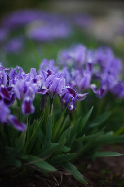 春の庭に緑の葉を持つ緑豊かな紫色の虹彩の花を咲かせます — ストック写真