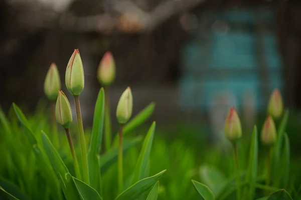Молодые Цветы Тюльпанов Зелеными Закрытыми Бутонами Растут Весеннем Саду — стоковое фото